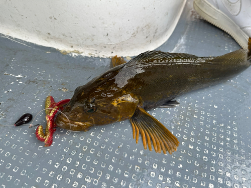 アイナメの釣果