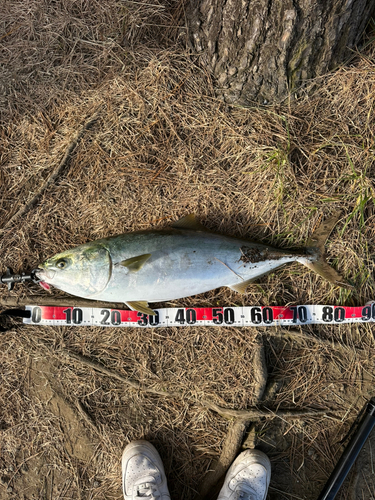 ブリの釣果