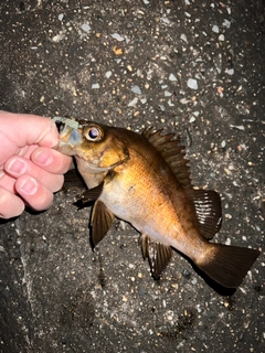 キンメバルの釣果