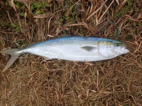 ワラサの釣果