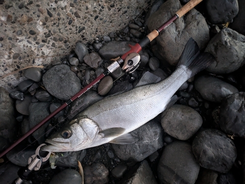 ヒラスズキの釣果