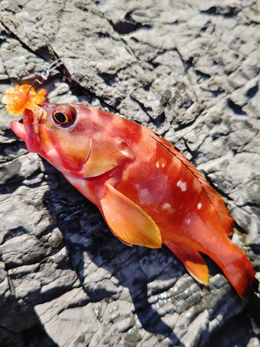 アカハタの釣果