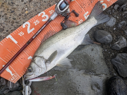 ヒラスズキの釣果