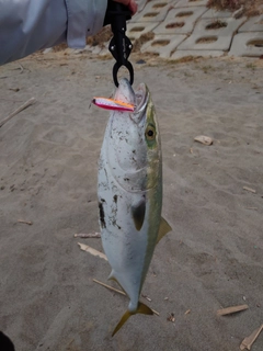 ワラサの釣果