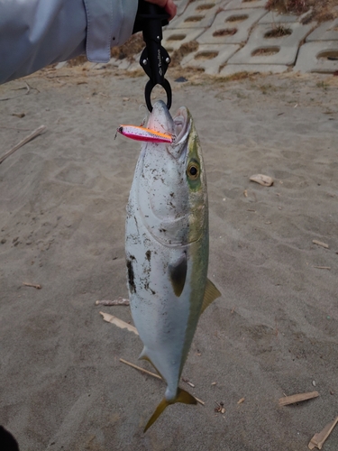 ワラサの釣果