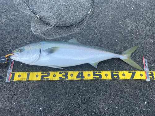 ハマチの釣果