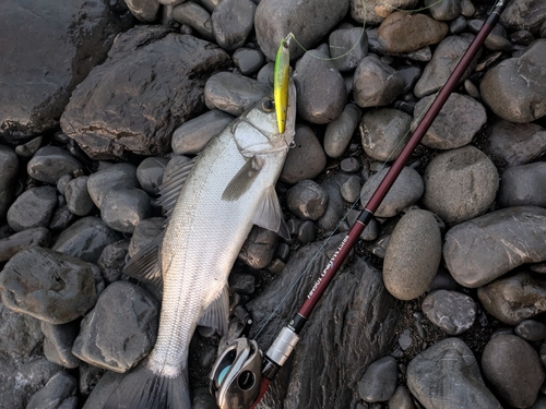 ヒラスズキの釣果