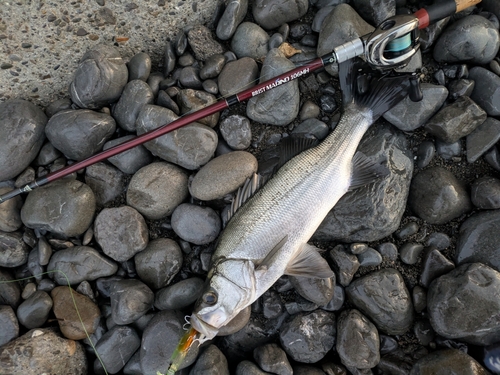 ヒラスズキの釣果