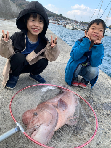 コブダイの釣果