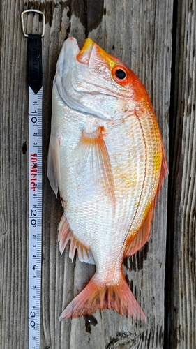 レンコダイの釣果