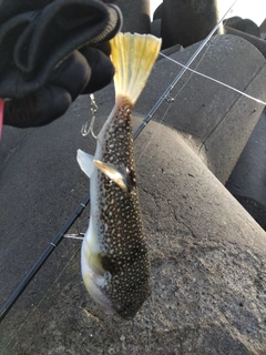 ショウサイフグの釣果