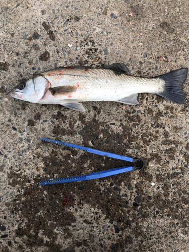 スズキの釣果