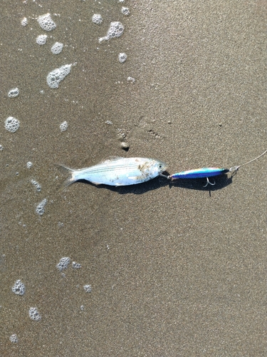 コノシロの釣果