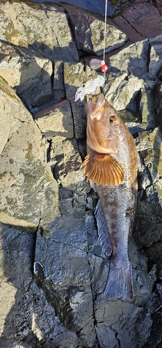 アイナメの釣果