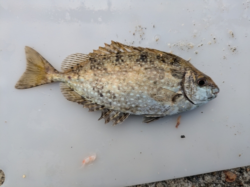 アイゴの釣果