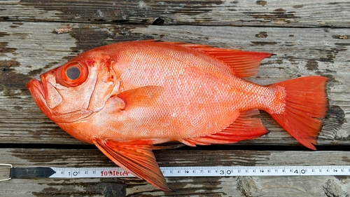 チカメキントキの釣果