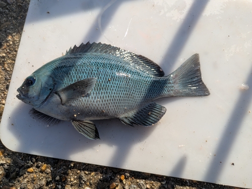 メジナの釣果