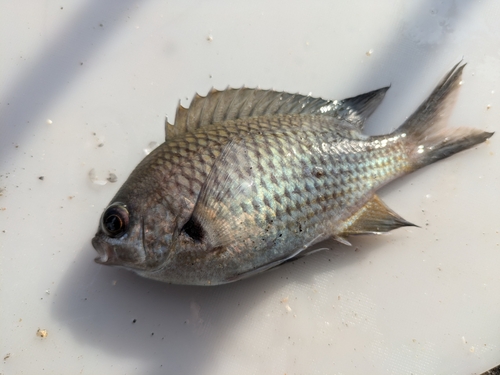 スズメダイの釣果