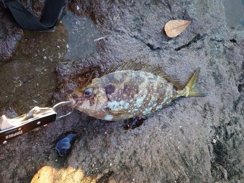 アイゴの釣果