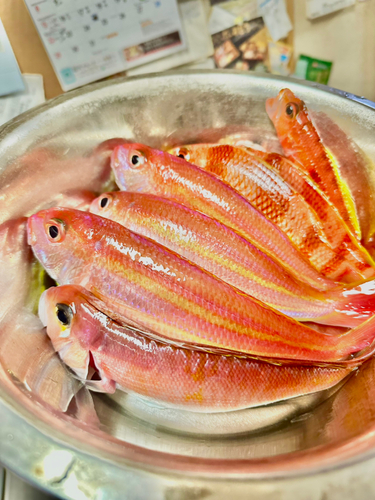 アカアマダイの釣果