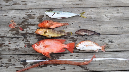 チカメキントキの釣果