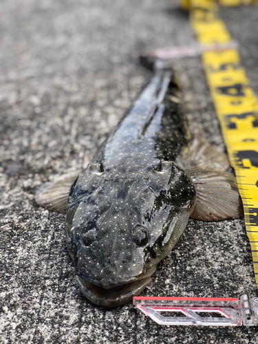 マゴチの釣果