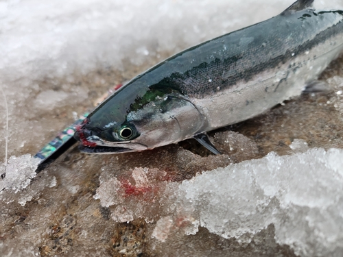 サクラマスの釣果