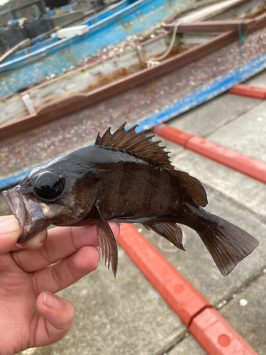 メバルの釣果