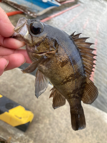 メバルの釣果