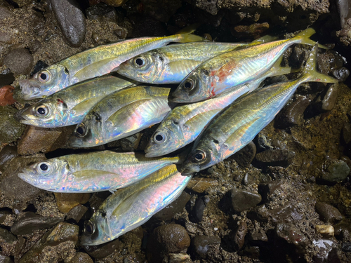 マアジの釣果