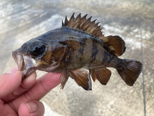 メバルの釣果