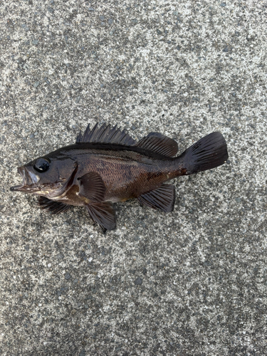 メバルの釣果