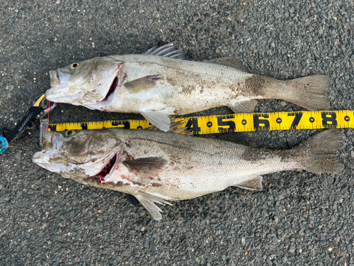 シーバスの釣果