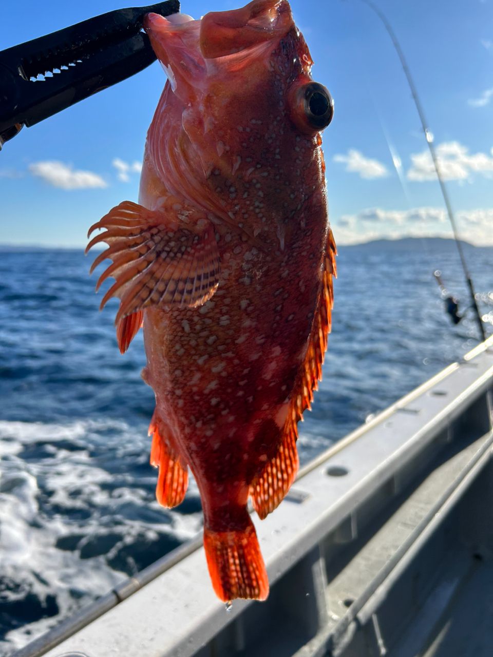 ふな虫さんの釣果 2枚目の画像