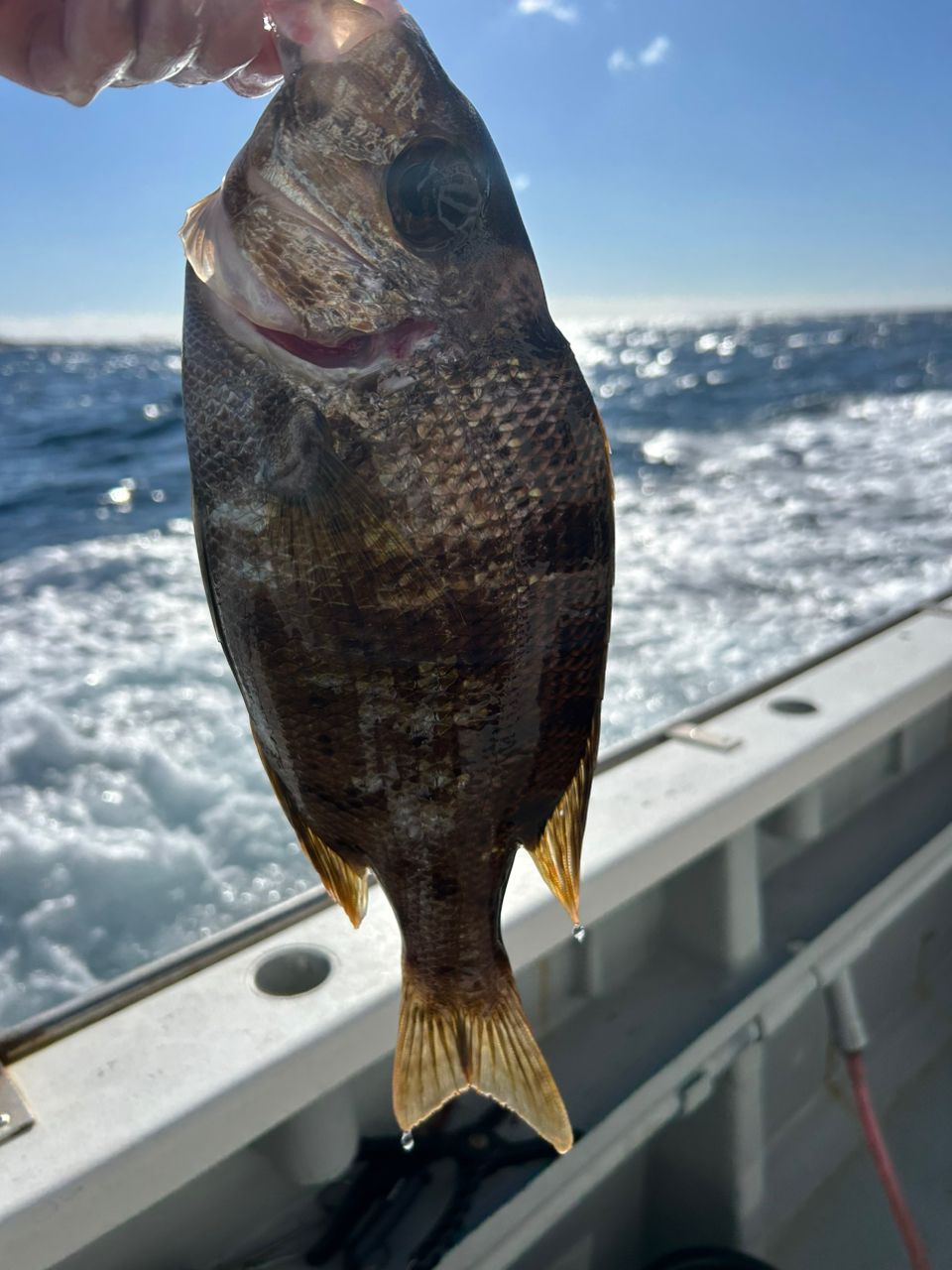 ふな虫さんの釣果 3枚目の画像