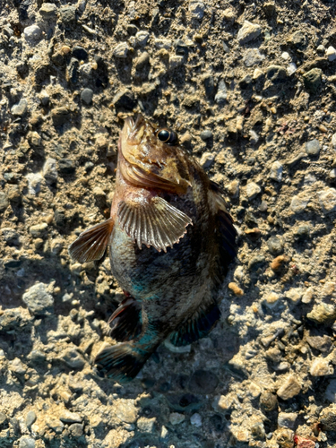 ムラソイの釣果