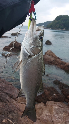 ヒラスズキの釣果