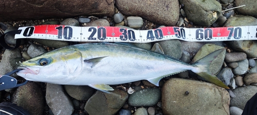 ハマチの釣果