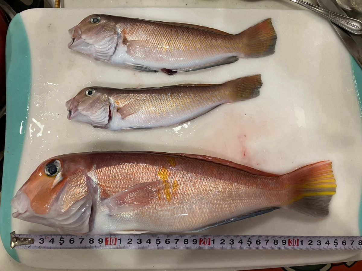 ミヤネルさんの釣果 2枚目の画像