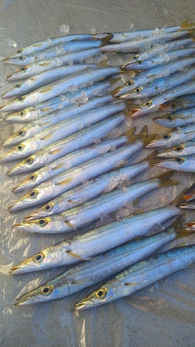 カマスの釣果