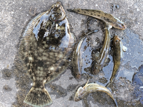 カレイの釣果