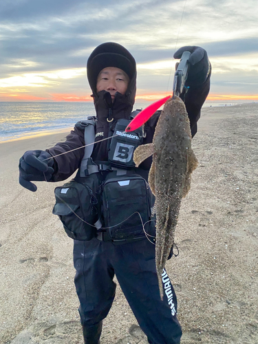 マゴチの釣果