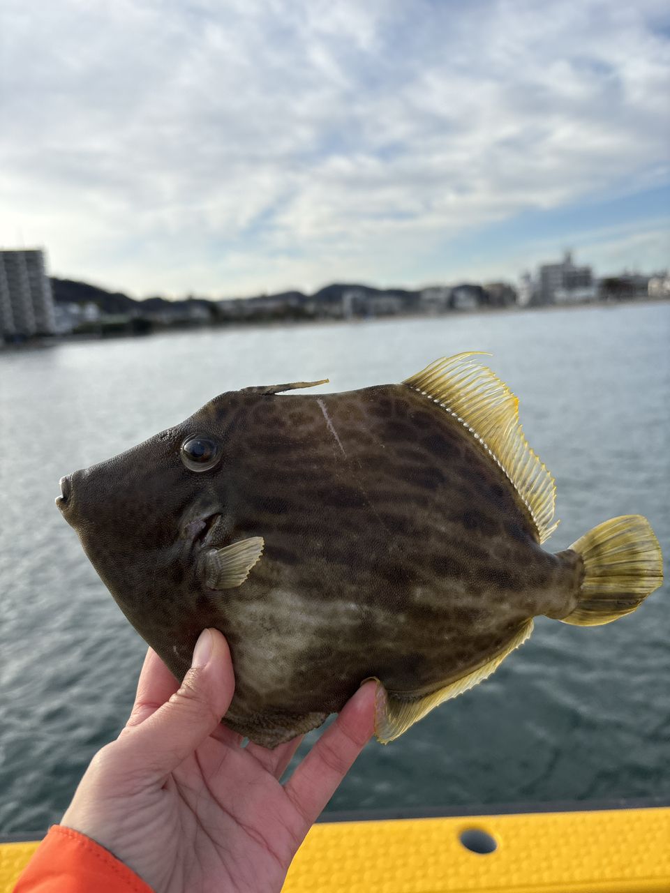 みゆ✨さんの釣果 1枚目の画像