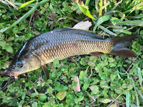 コイの釣果