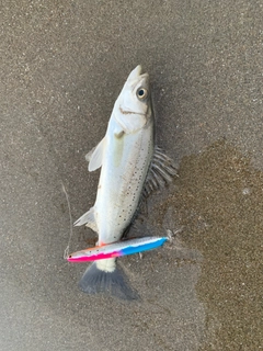 ソゲの釣果