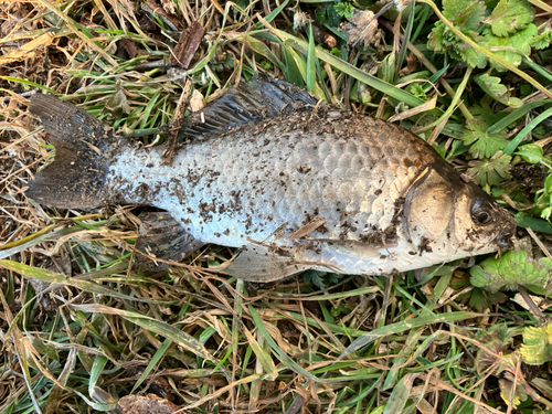 マブナの釣果