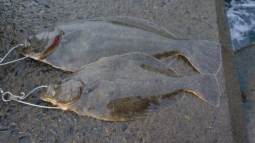 ヒラメの釣果