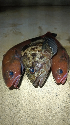 ドンコの釣果