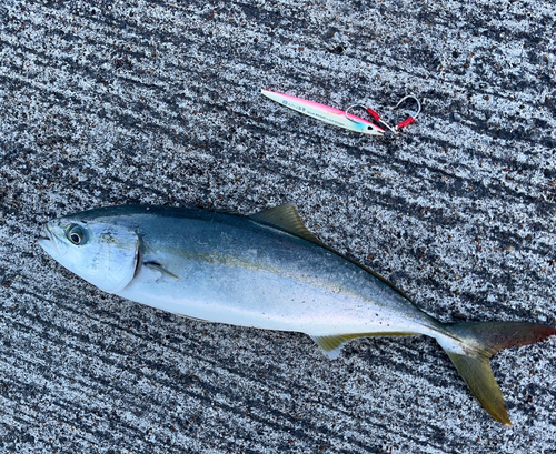 ワカシの釣果