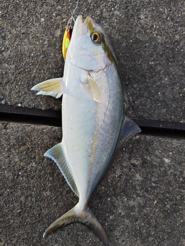 カンパチの釣果